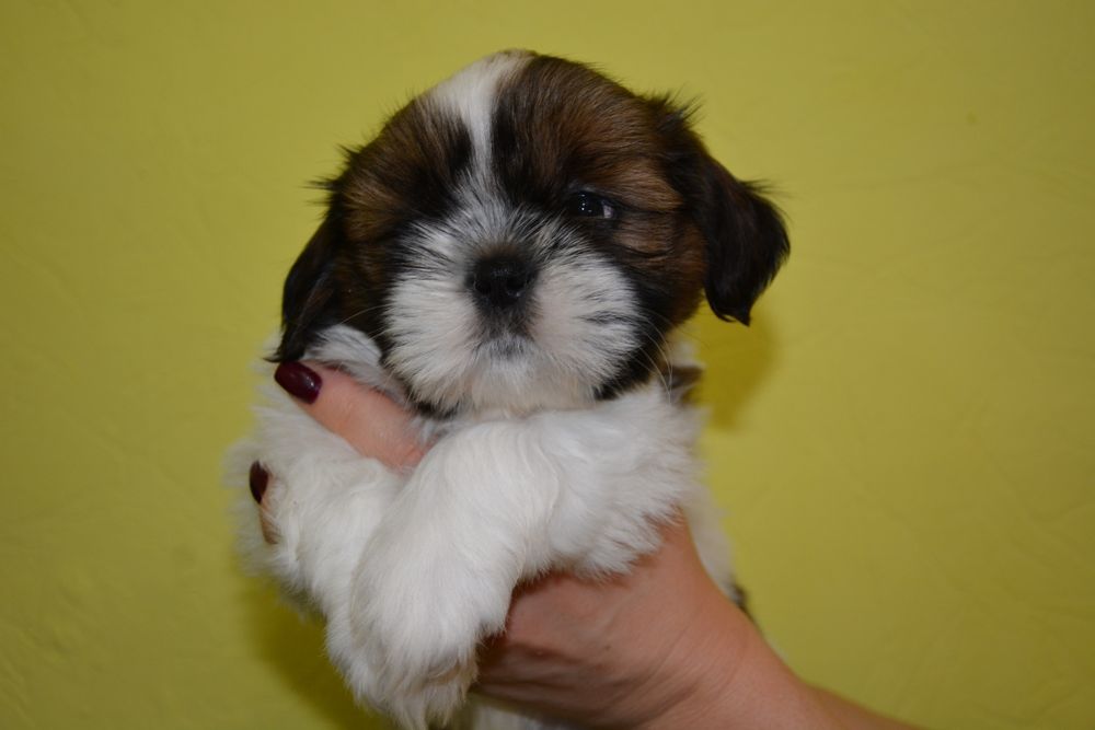 Супер хлопчик Ши-тцу цуцик