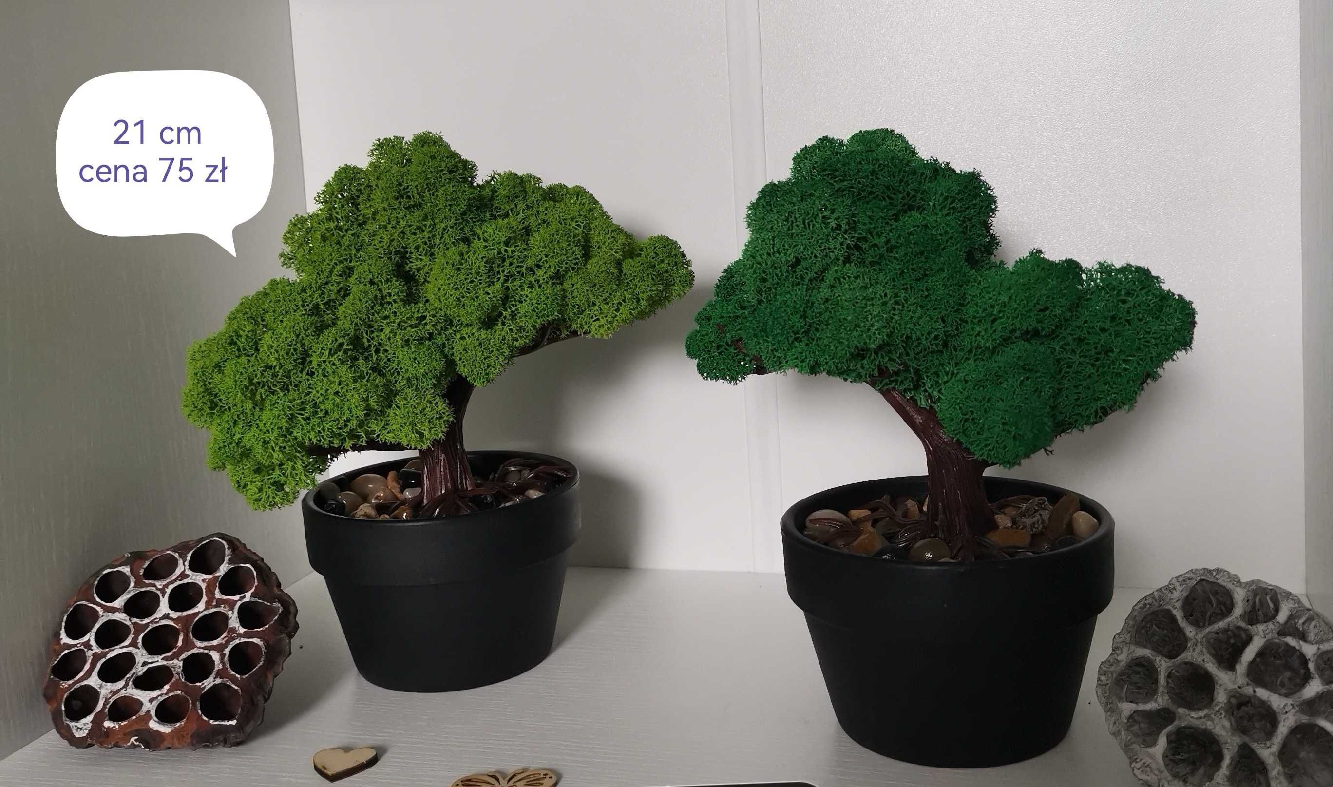 Drzewa bonsai z mchu chrobotka fińskiego