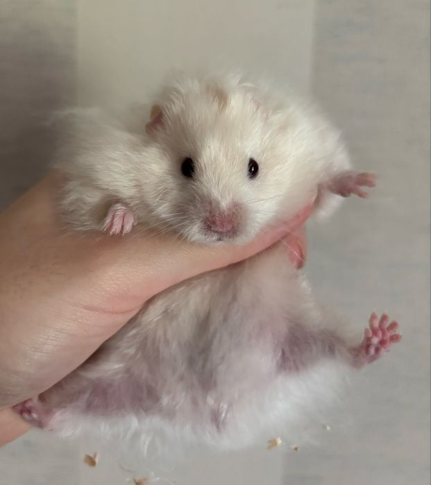 Ангорський Хомяк Пухнасті Атласні Королівські