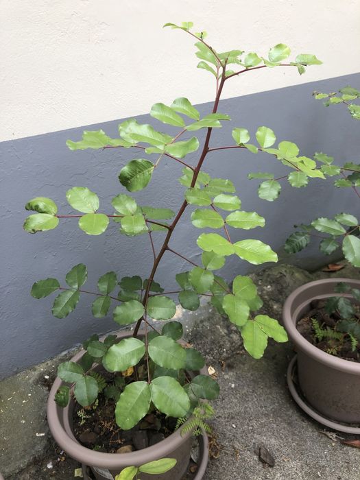 Árvore Alfarrobeira