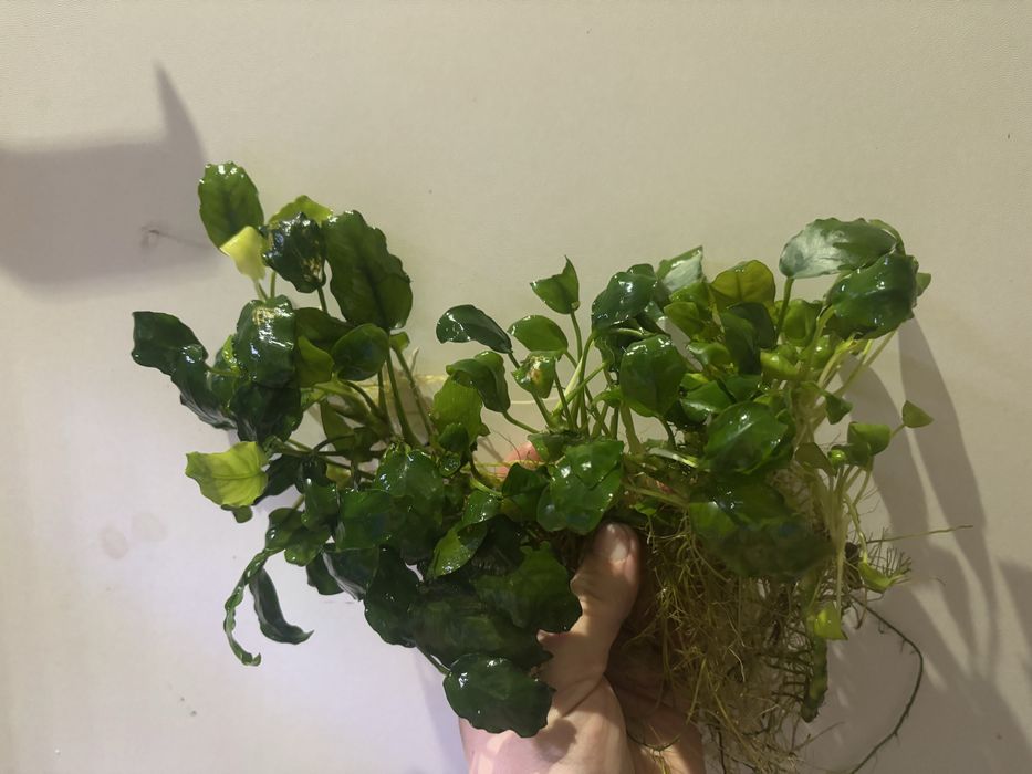 Anubiasy spore ilosci