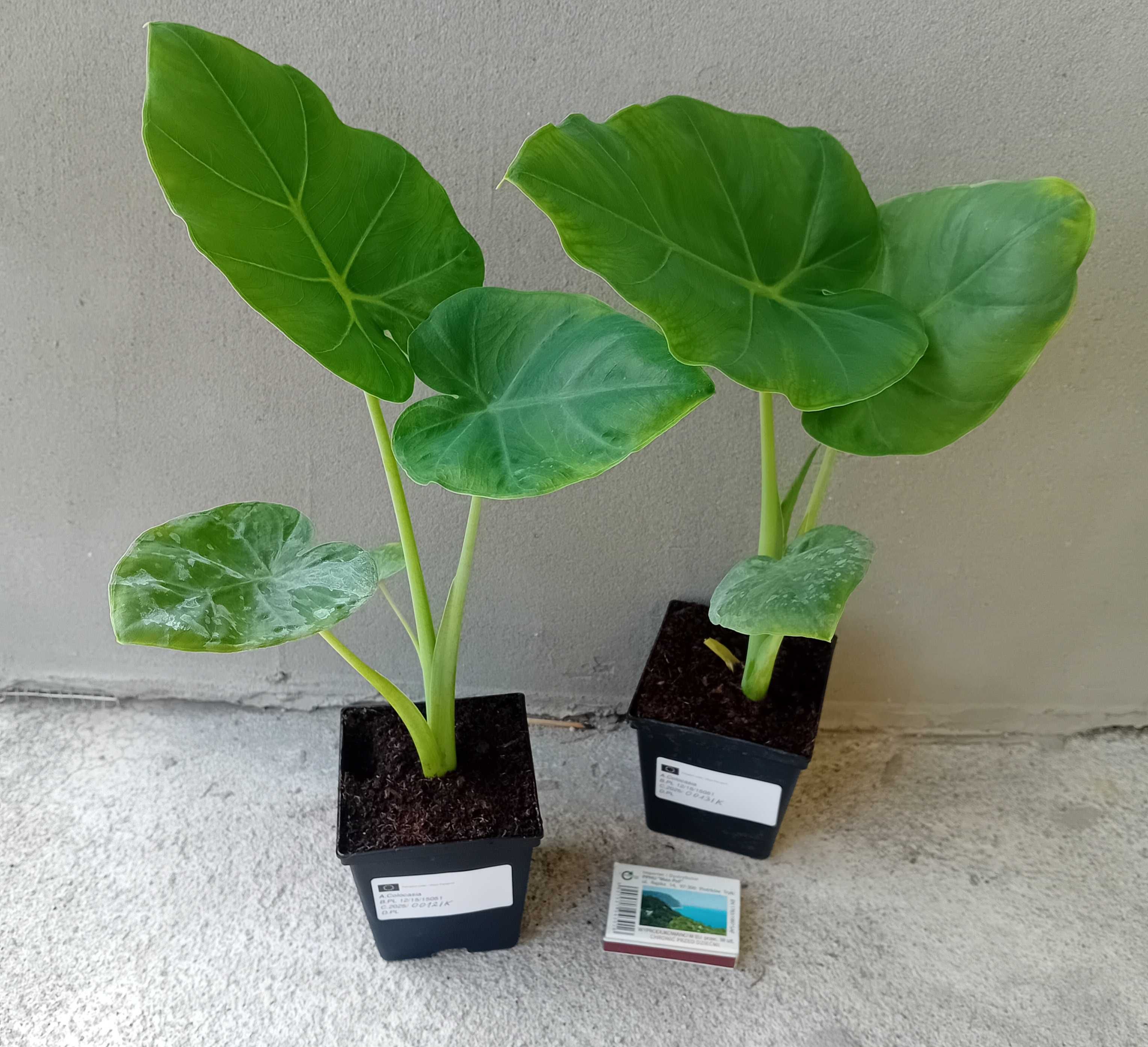 Kolokazja olbrzymia, colocasia gigantea