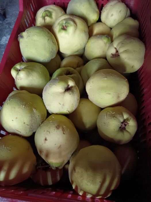 Vendo marmelos em Viseu