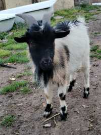 Cabrito anão novo ; bom reprodutor