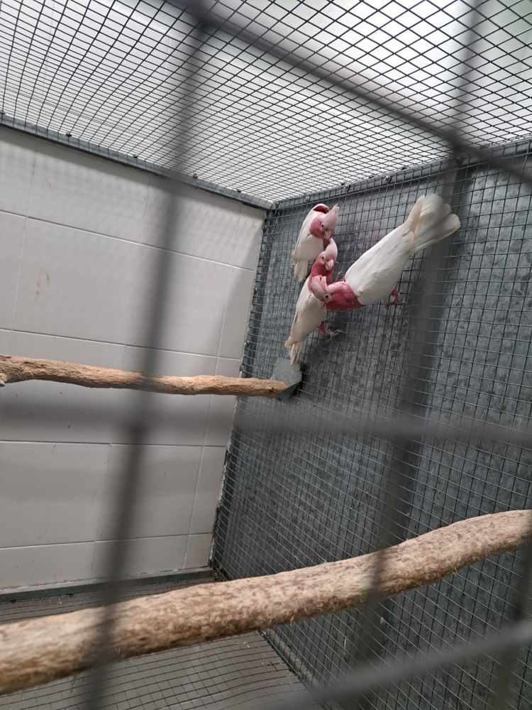 Cacatua Galah lutina machos e cinzentos.