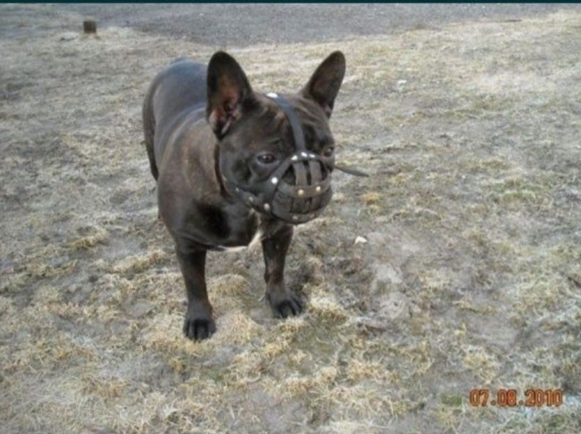 Kaganiec buldog francuski na wymiar
