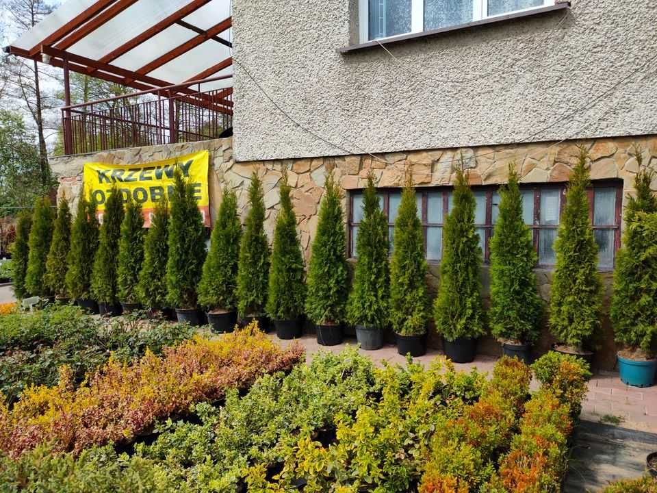 Tuja szmaragd - Thuja occidentalis różne wysokości