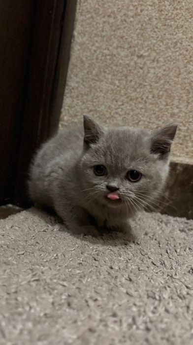 Шотландська кішка