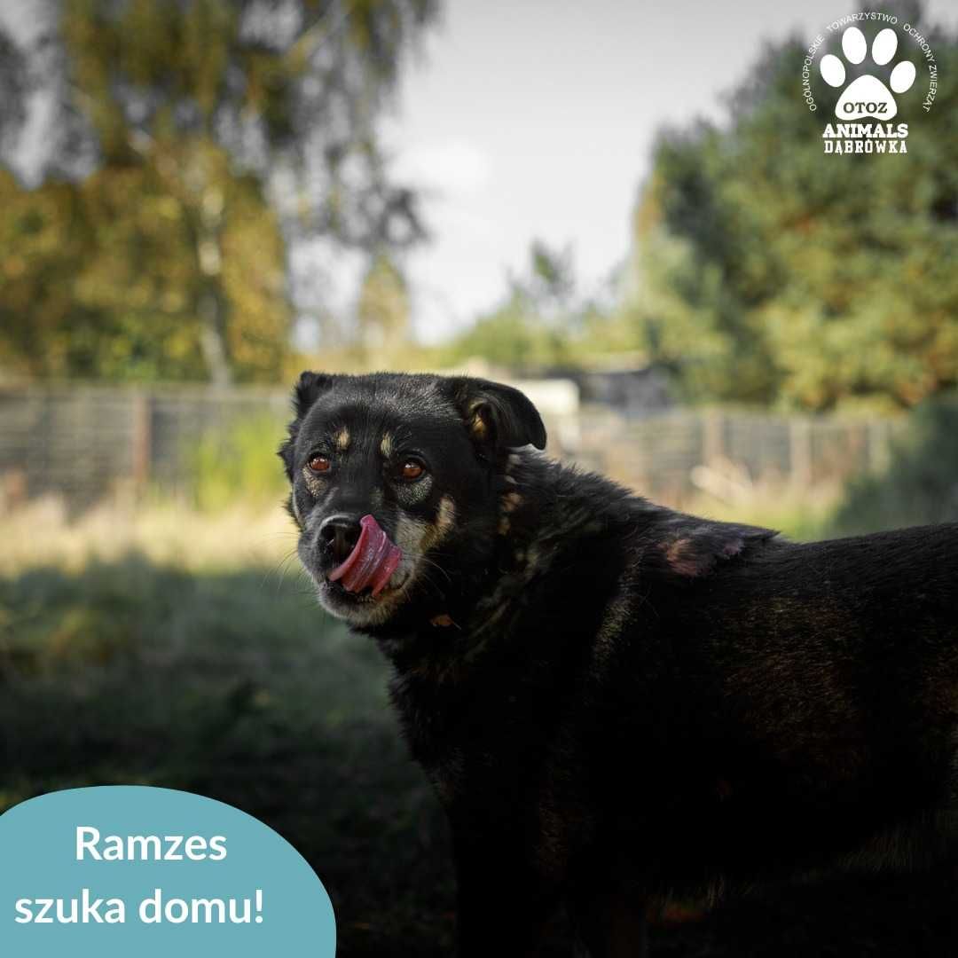 Ramzes szuka domu!