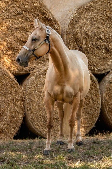 Źrebna klacz AQH, American Quarter Horse