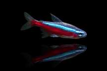 Neon czerwony (Paracheirodon axelrodi)