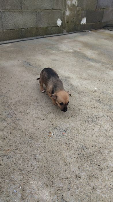Doação de cães bebés