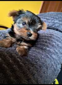 Yorkshire terrier York rodowodowy