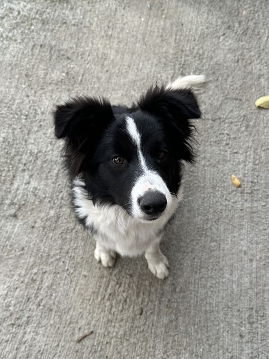 Border Collie-suczka 6 m-cy-z rodowodem-zadbana