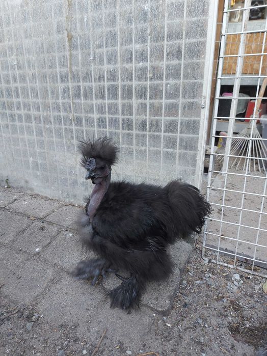 Koguty silki gołoszyjka