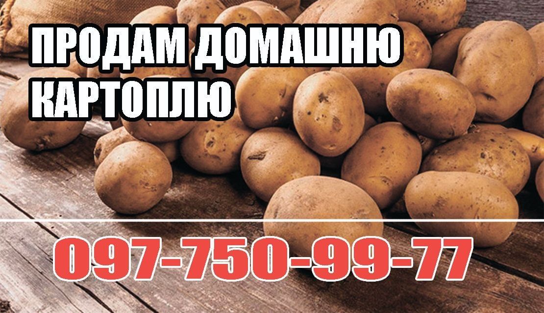 Продам ДОМАШНЮ картоплю