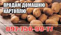 Продам ДОМАШНЮ картоплю