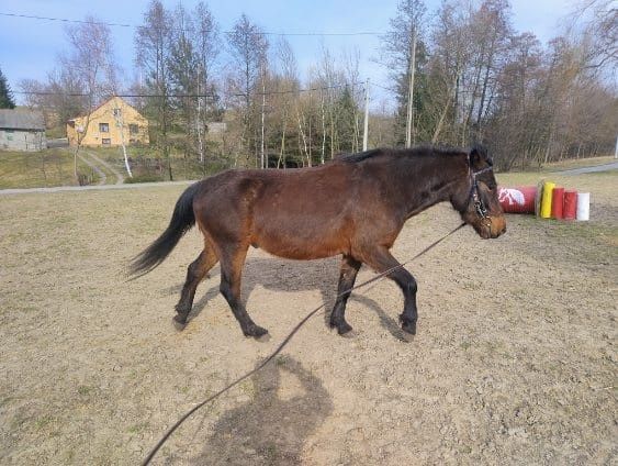 Koń huculski, hucuł, wałach, konie huculskie, hucuły