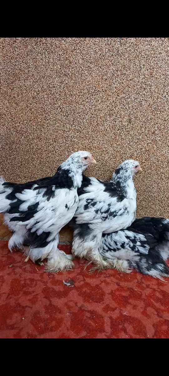 Продам курчата кохінхін мрамор