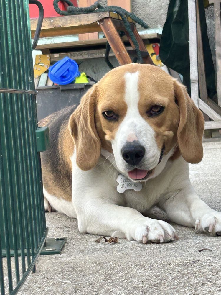 Estou a doar uma cadela da raça Beagle, com dois anos e meio.