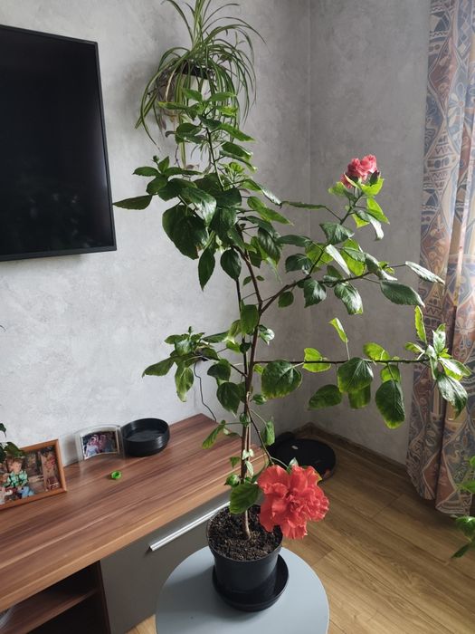 Chińska róża w doniczce (hibiskus )
