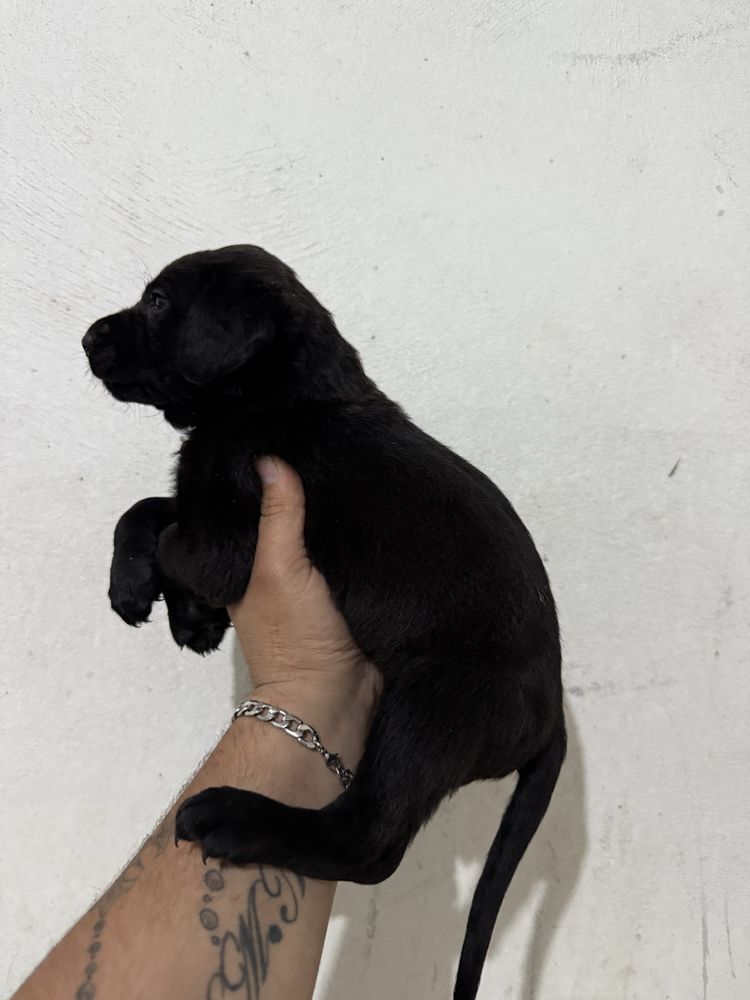 Labrador retriever ULTIMO Menino