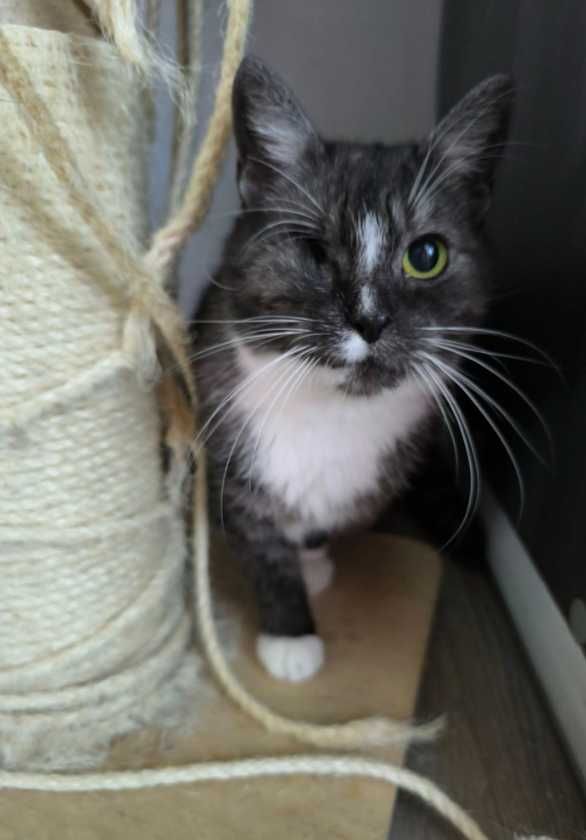 Wdzięczna, urocza i miziasta kotka poleca się do adopcji!