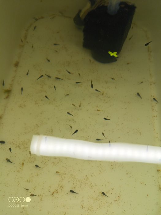 Mollys rescem nascidas