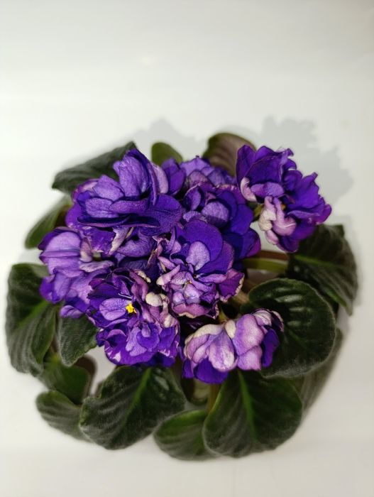 Фіалка фиалка Седой океан квіти цветы цветок