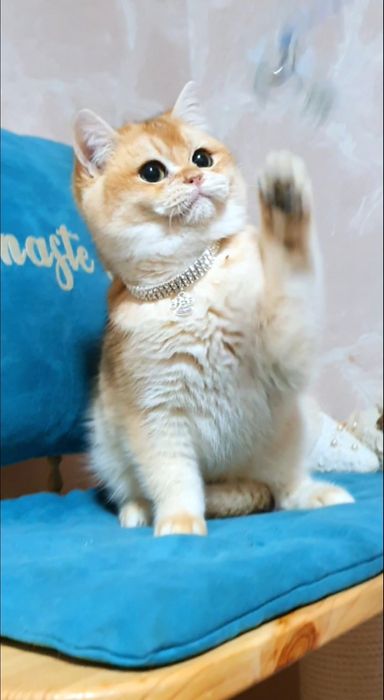 Золотий британський шиншила