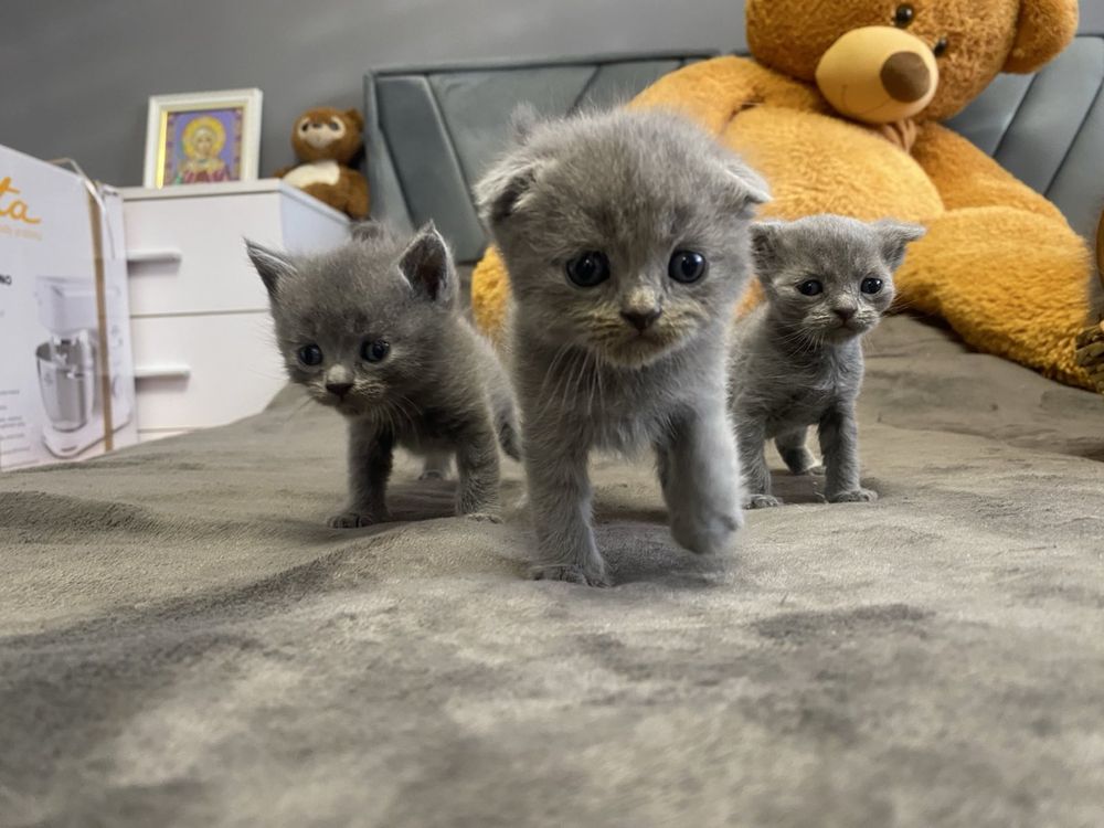 Британці кошенята