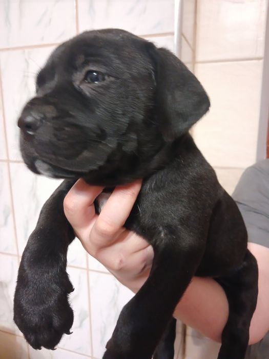 Цуценята Кане-Корсо