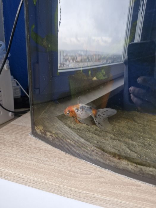 Sprzedam welonke 3 danio ryby zdrowe