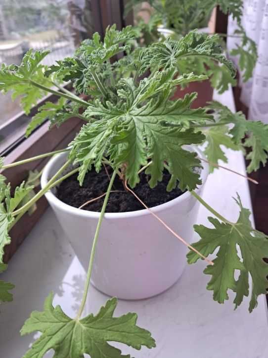 Anginka geranium pachnące