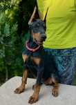 Doberman mocna dziewczyna po rodzicach mistrach