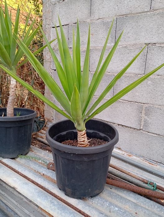 Palmeiras Yucca Elephantipes