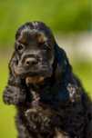 Gotowe do odbioru szczeniaki cocker spaniel Imperialsetter FCI ZKWP