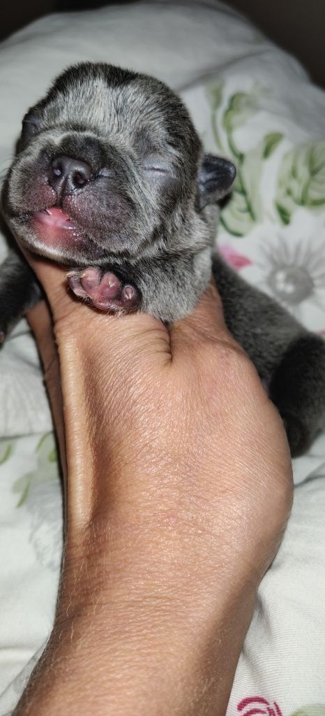 Buldog francuski niebieski