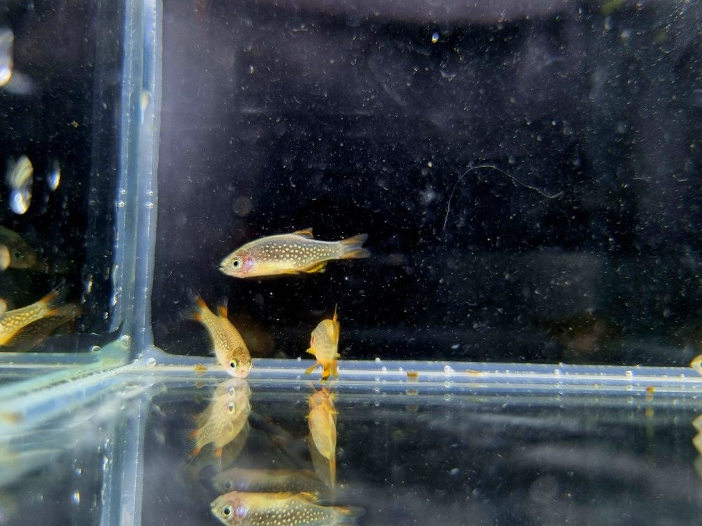 Rozbora Galaxy Danio perłowe ryby do nano akwarii lub krewetkarium