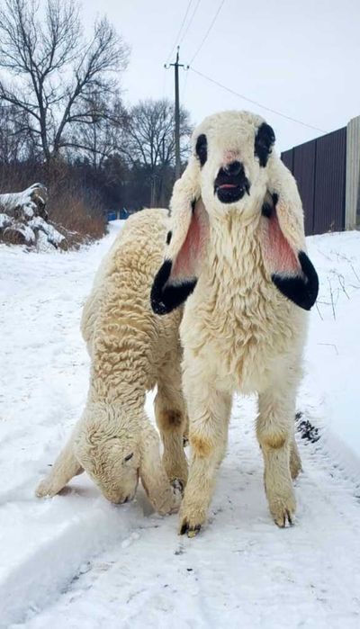 козлята Камори, ягнята Кайла