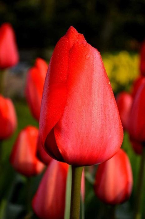 Cebulki TULIPANÓW Tulipan zestaw mix mieszanka Tulipany KWIATY