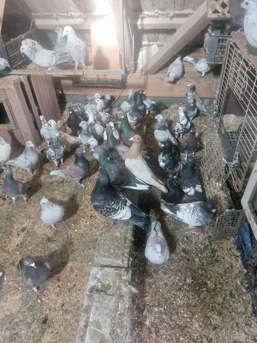 Golebie pocztowe kolor