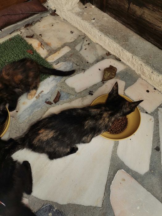 Gatinhos para adopção