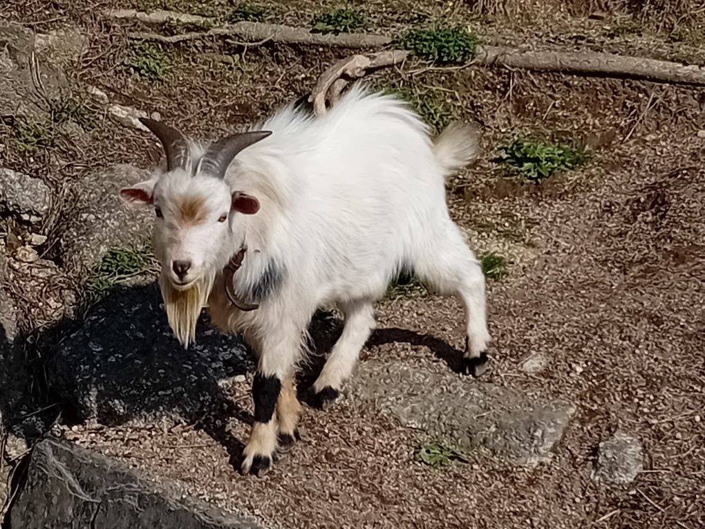 Cabrito    macho