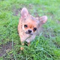 Bacardi kto pokocha maluszka,cudny chłopiec Chihuahua