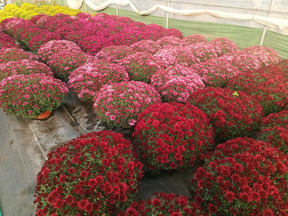 Chryzantemy sprzedaż hurtowa i detaliczna