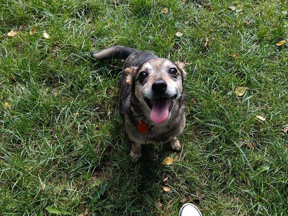 Emka czeka na dom...