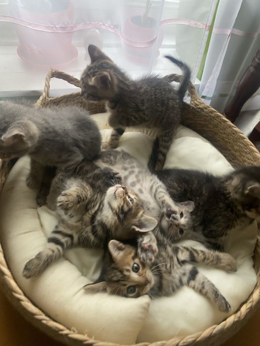 кошенятка відаю у добри руки