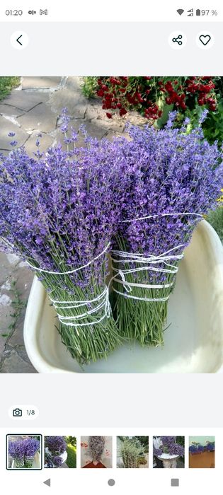 Свежая лаванда букет 7 см диаметр, длина 25 см