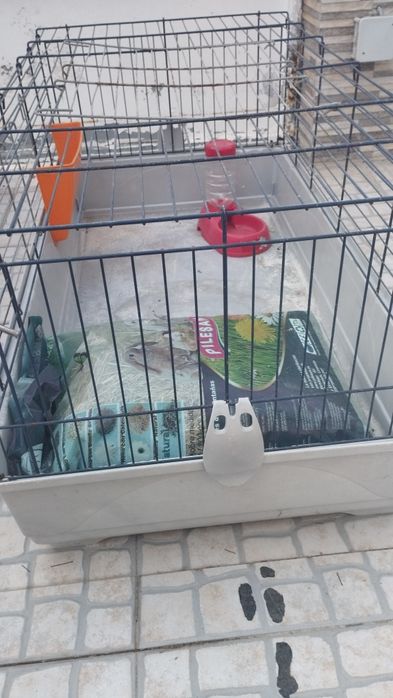 Gaiola para coelho / roedores